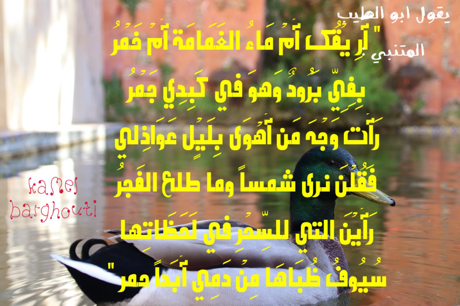 حب وحنين – اقتباس 442