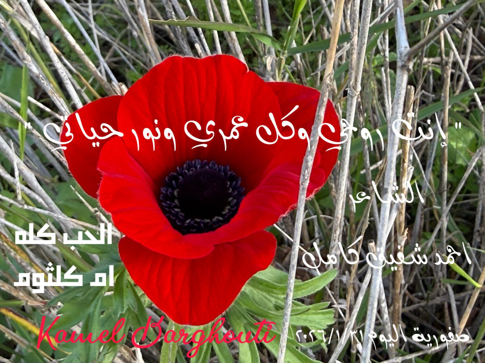 حب وحنين – اقتباس 369