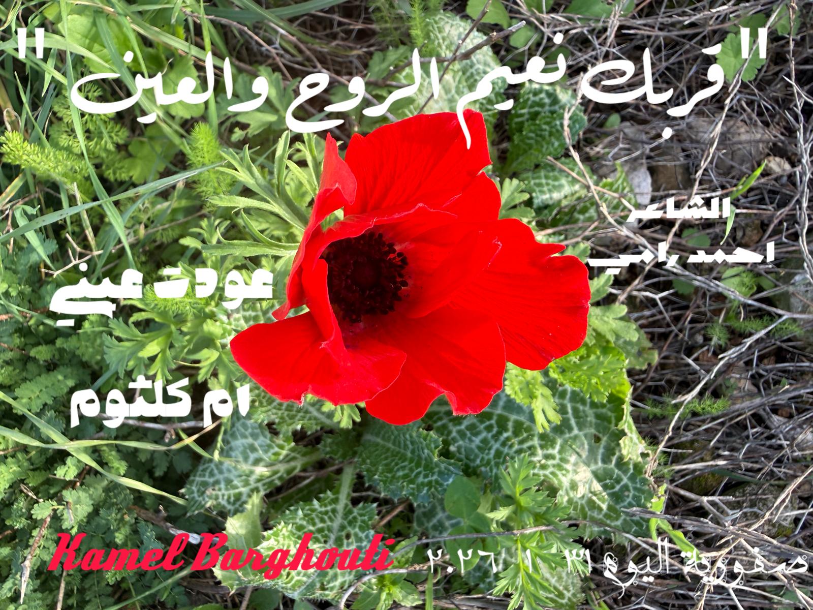 حب وحنين – اقتباس 336