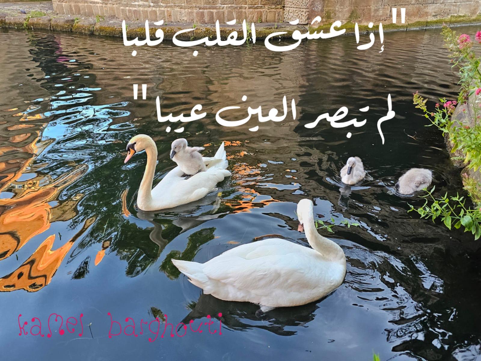 حب وحنين – اقتباس 363