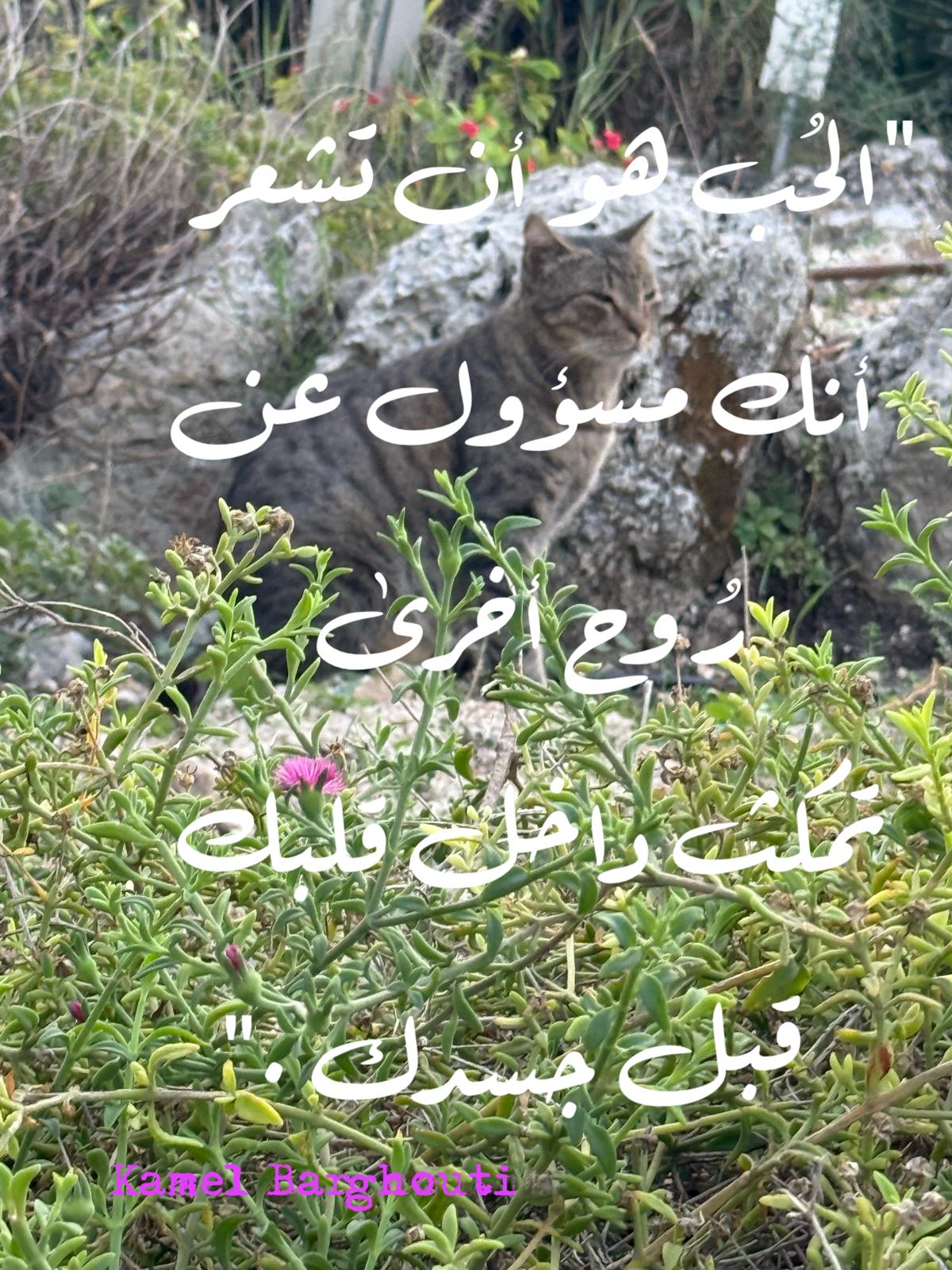 حب وحنين – اقتباس 344