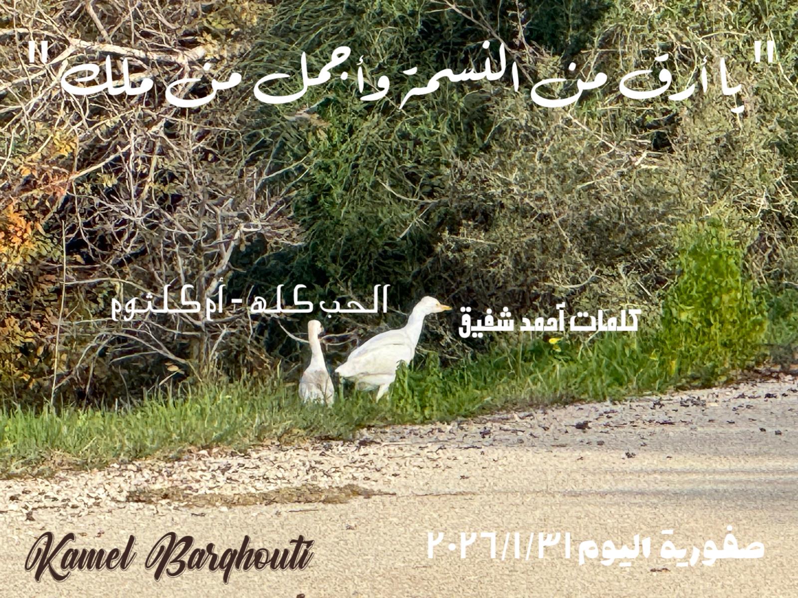 حب وحنين – اقتباس 301