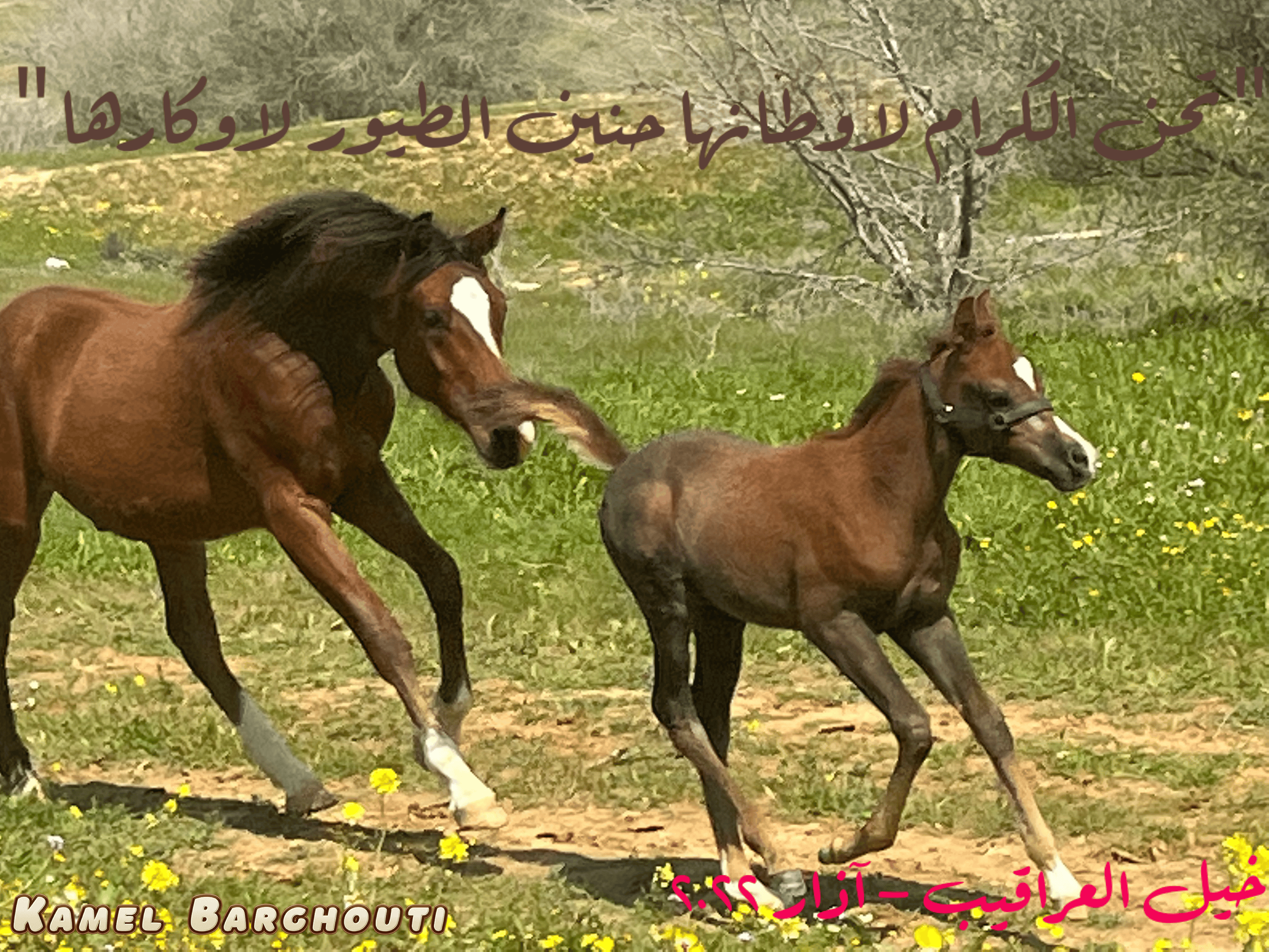 وطن – اقتباس 13