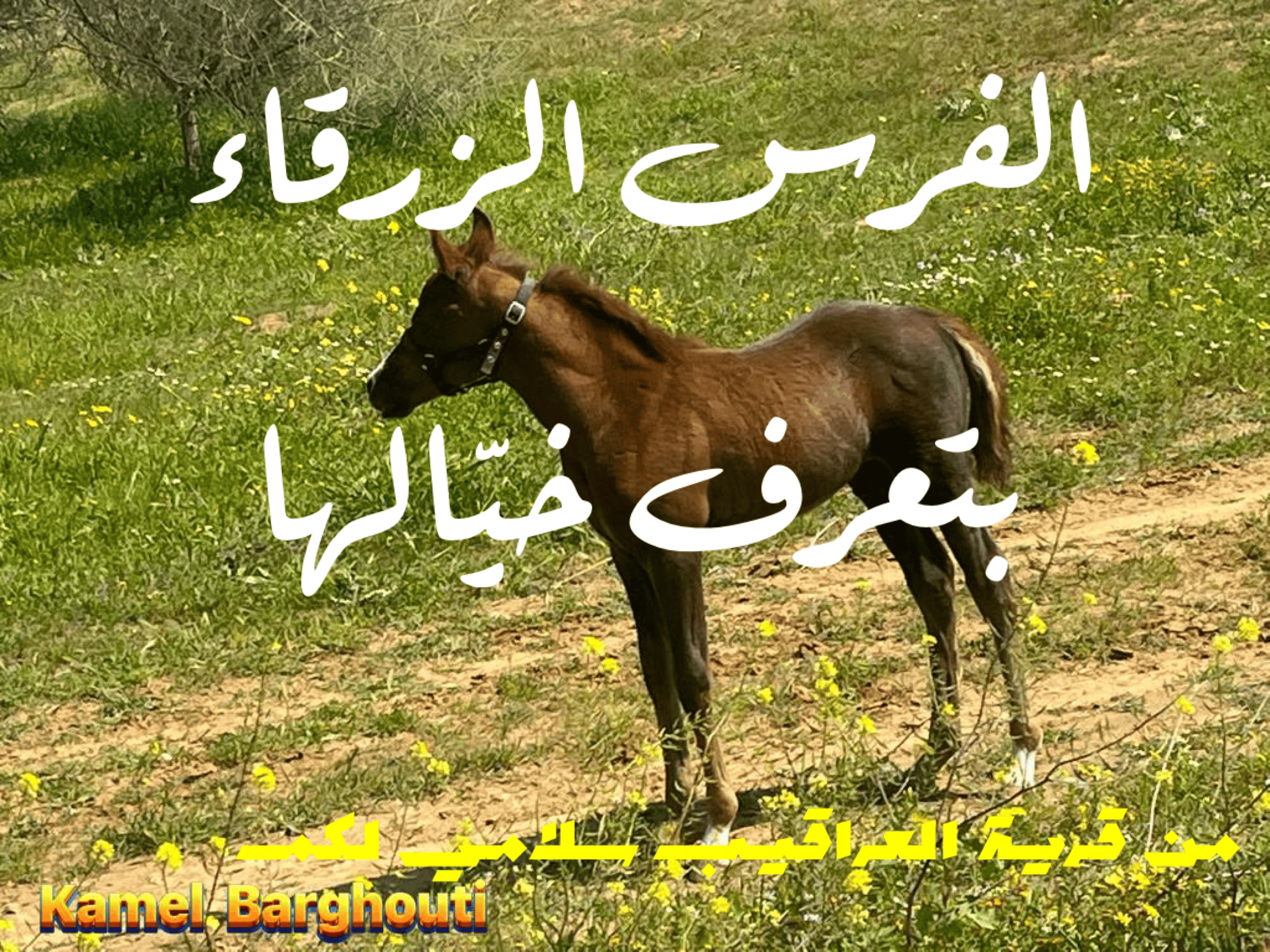 أمثال محلية – اقتباس 29