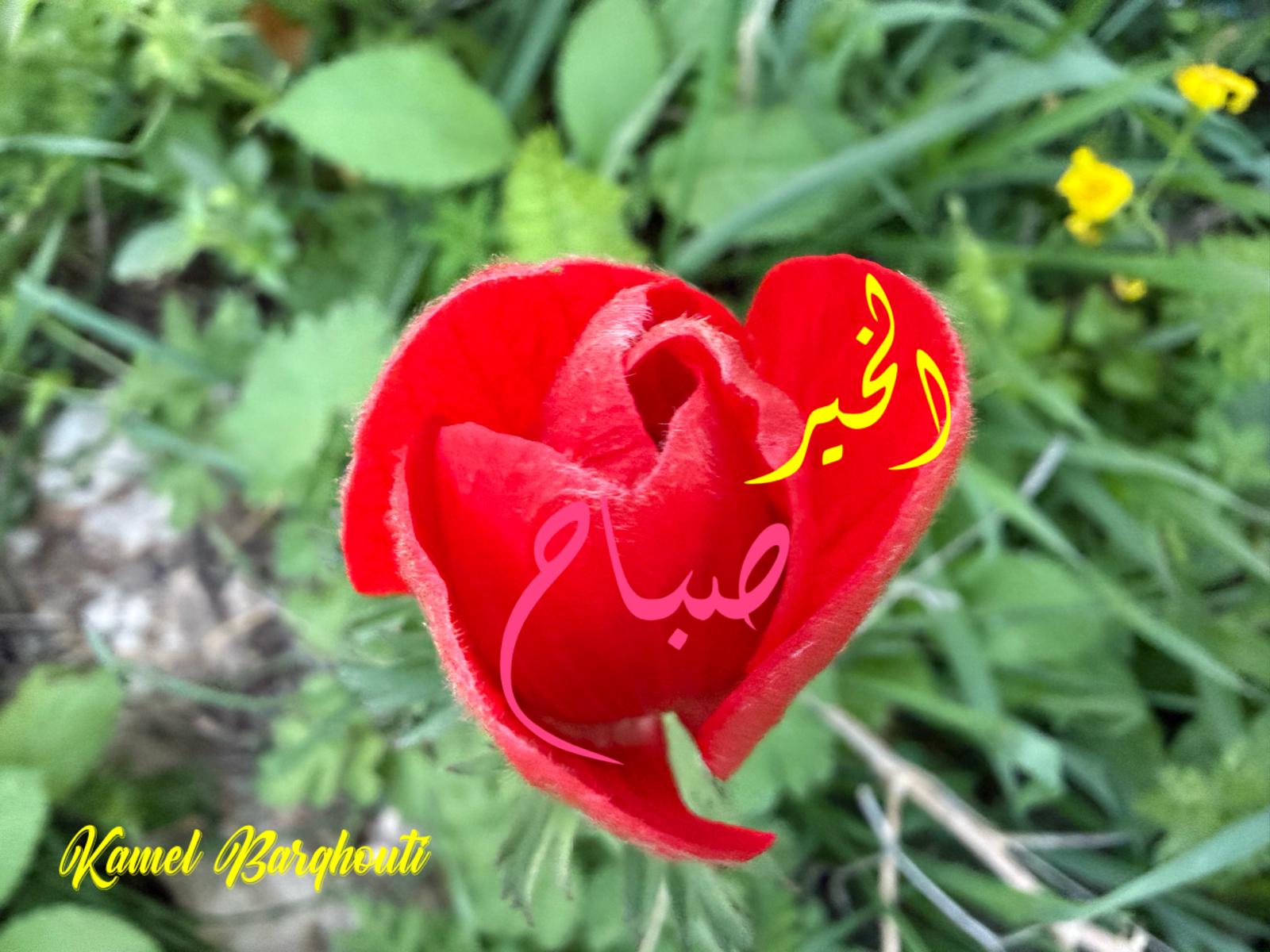 صباح الخير – اقتباس 76