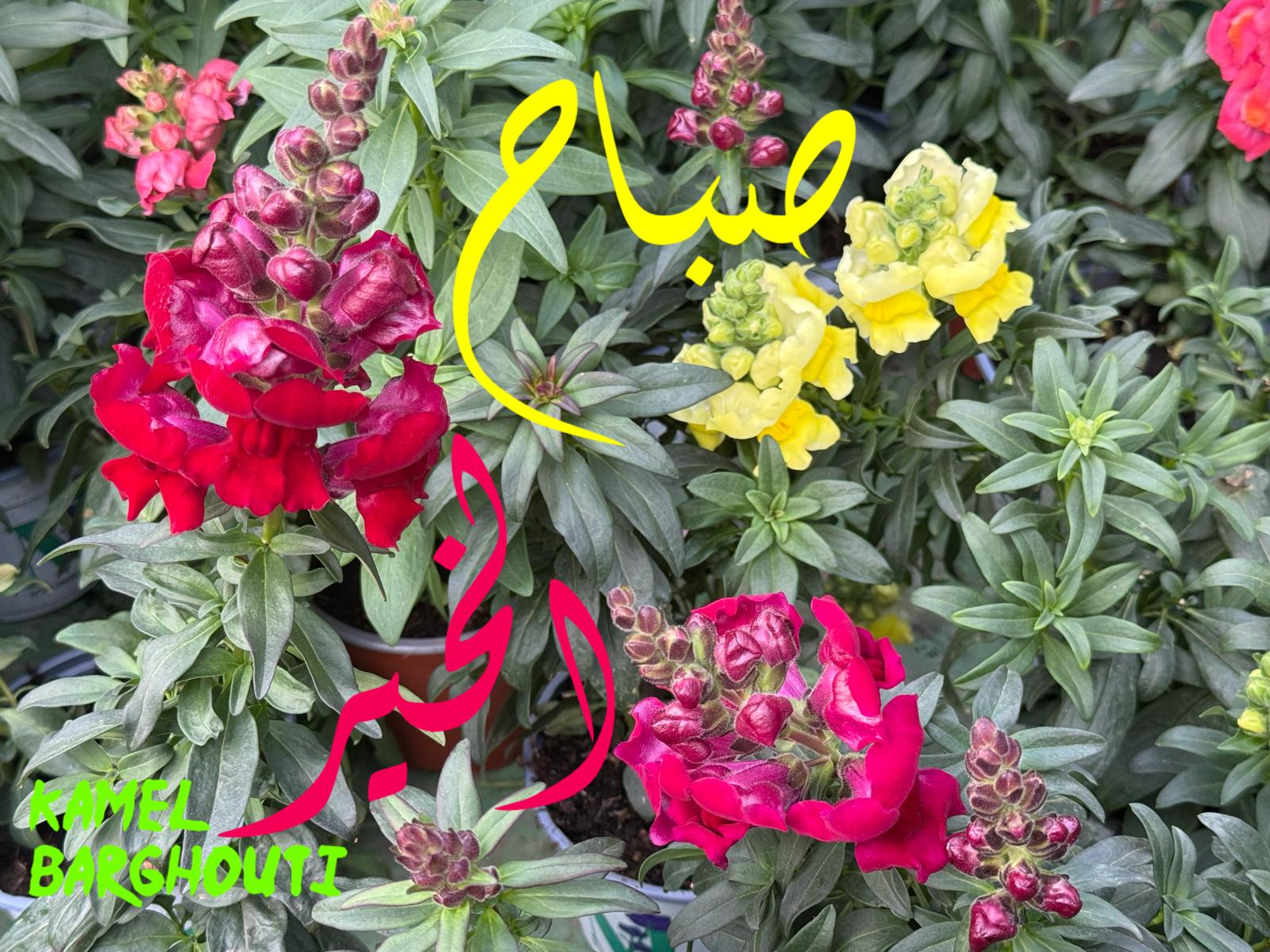صباح الخير – اقتباس 69