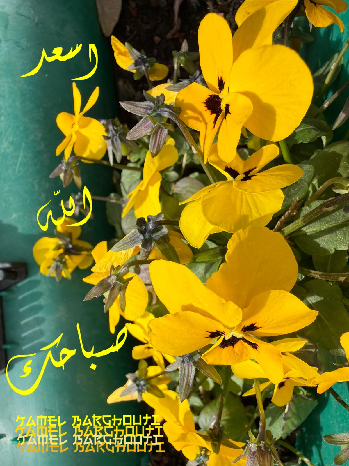 صباح الخير – اقتباس 56