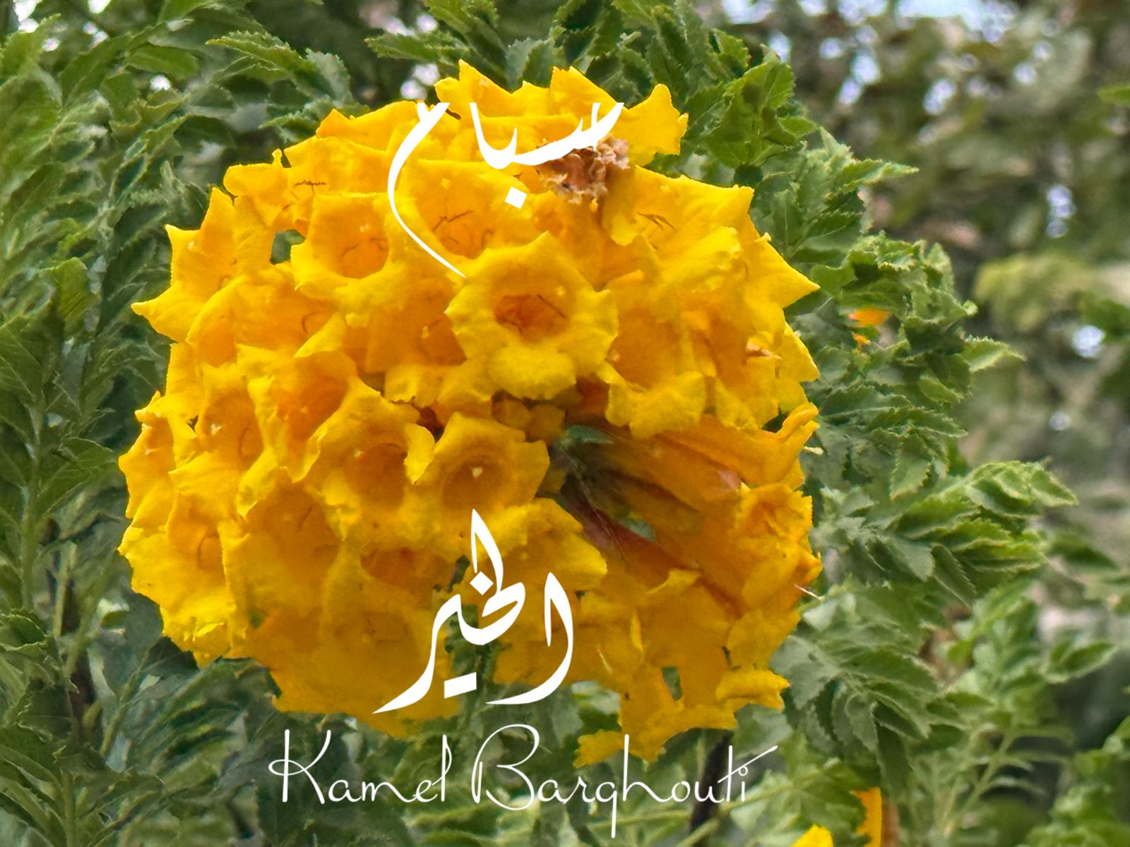 صباح الخير – اقتباس 55