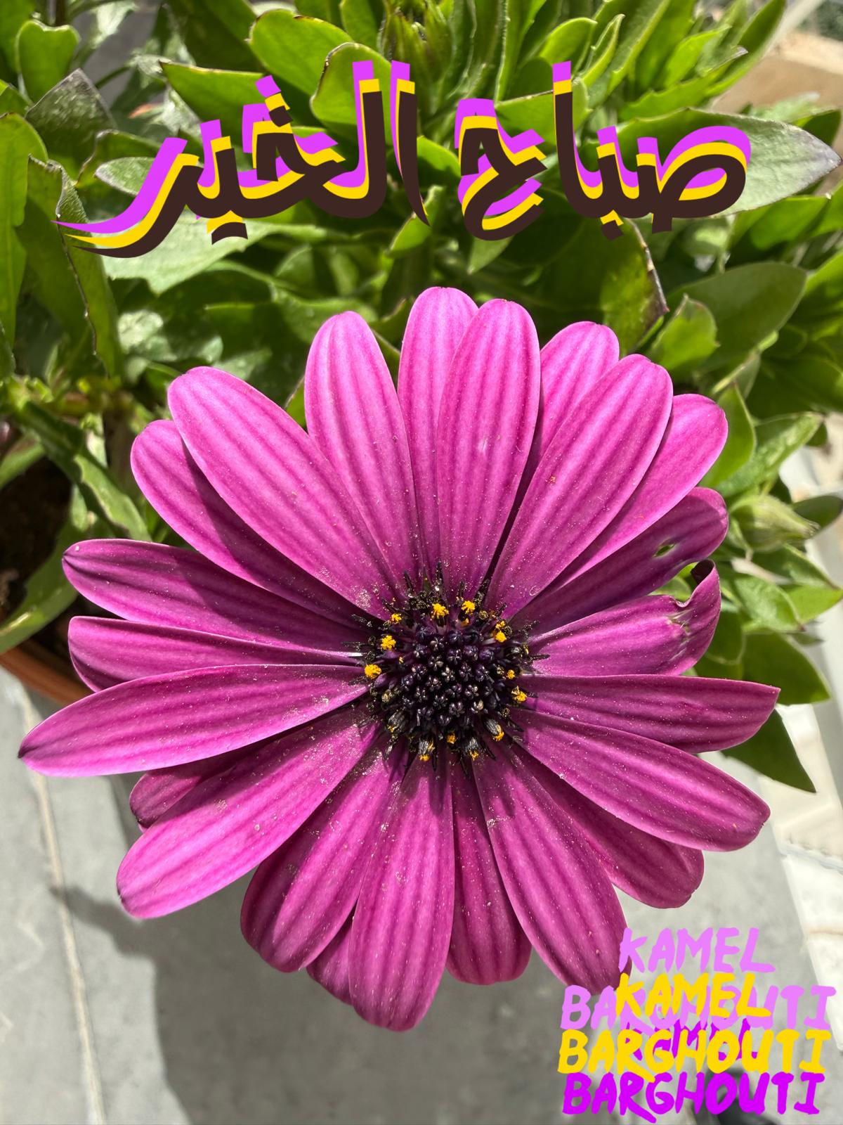 صباح الخير – اقتباس 64