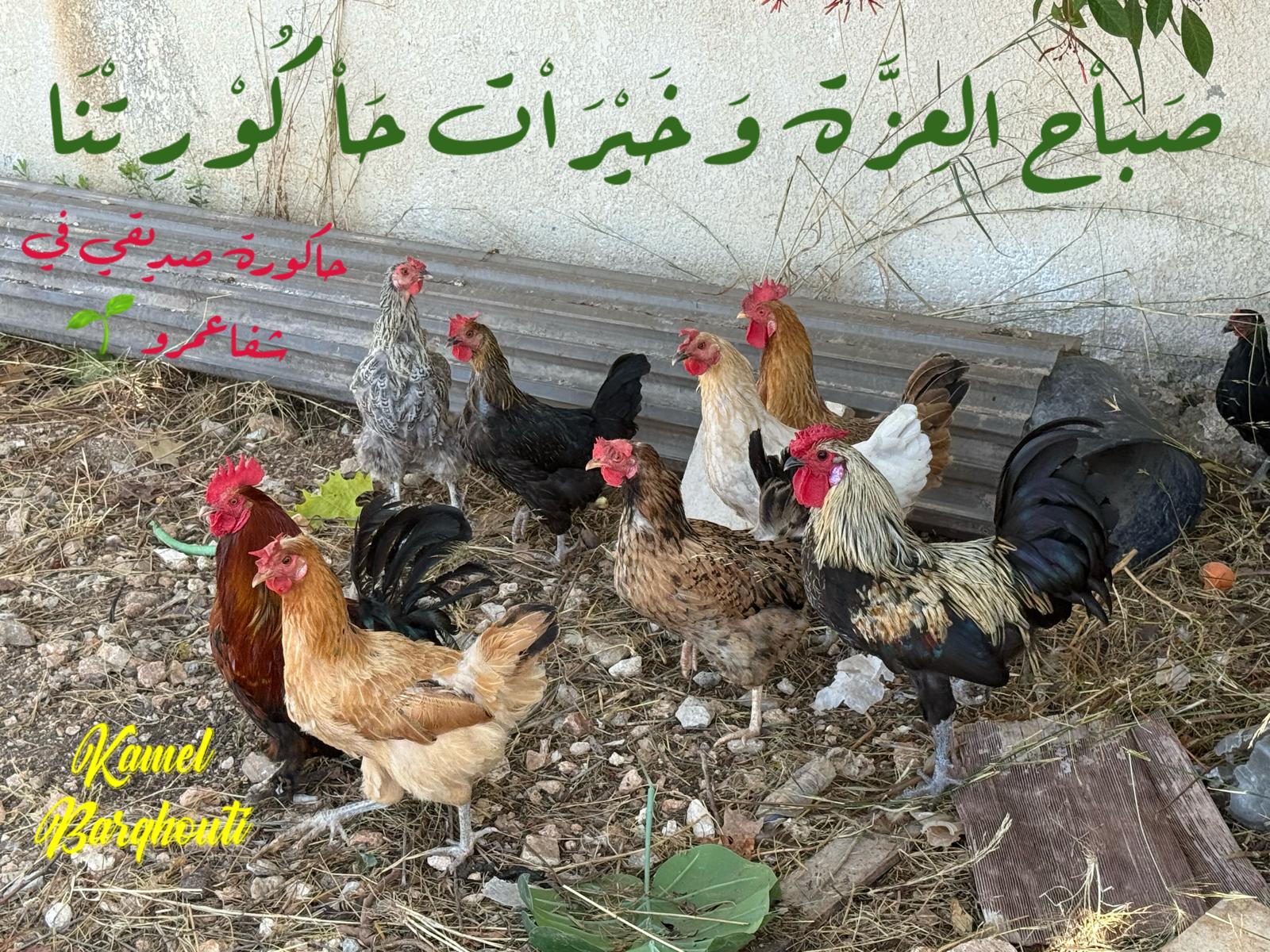 صباح الخير – اقتباس 35