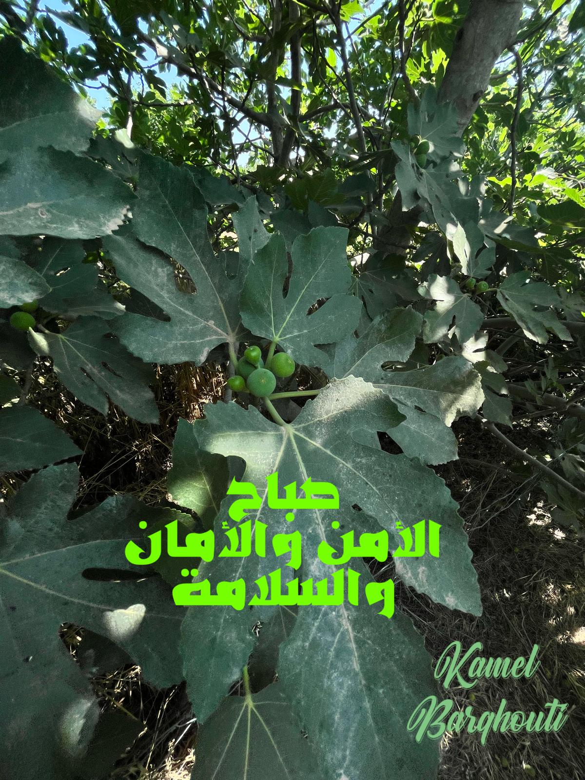 صباح الخير – اقتباس 29
