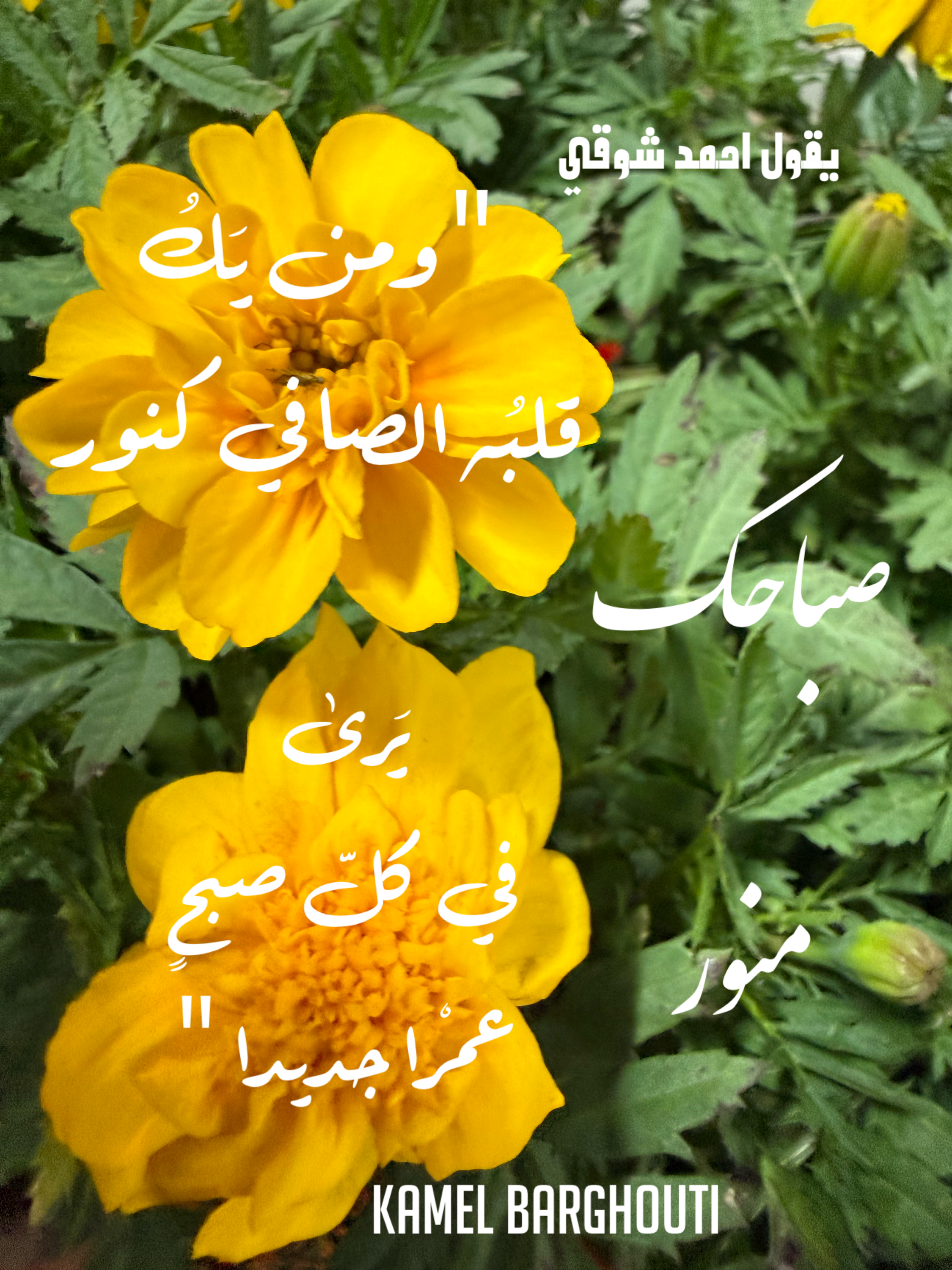 صباح الخير – اقتباس 23