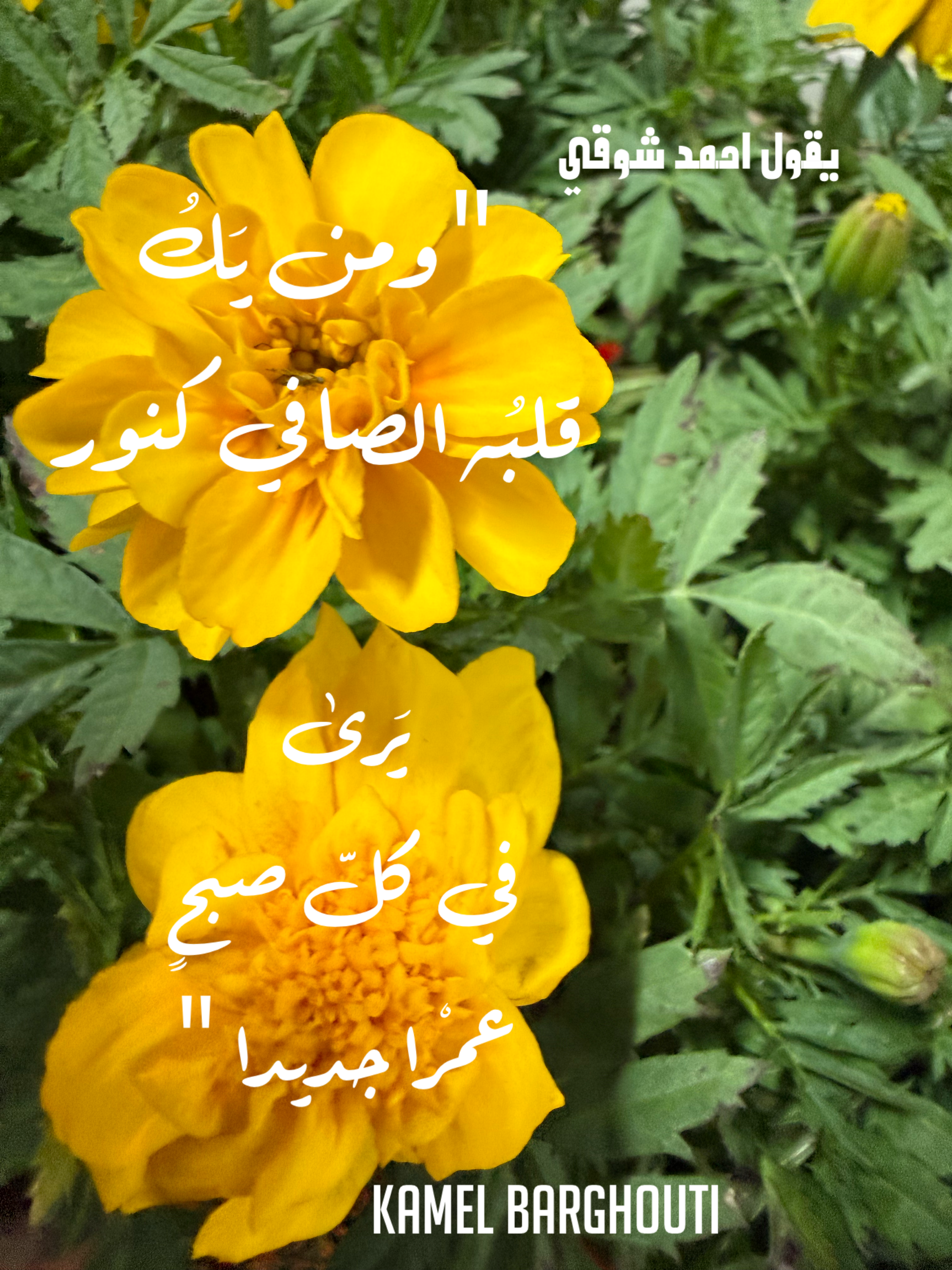 العزيمة والإصرار والثقة بالنفس – اقتباس 7