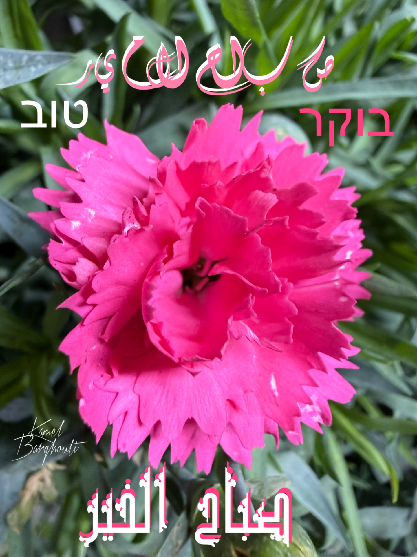 العبرية والأنجليزية – اقتباس 3
