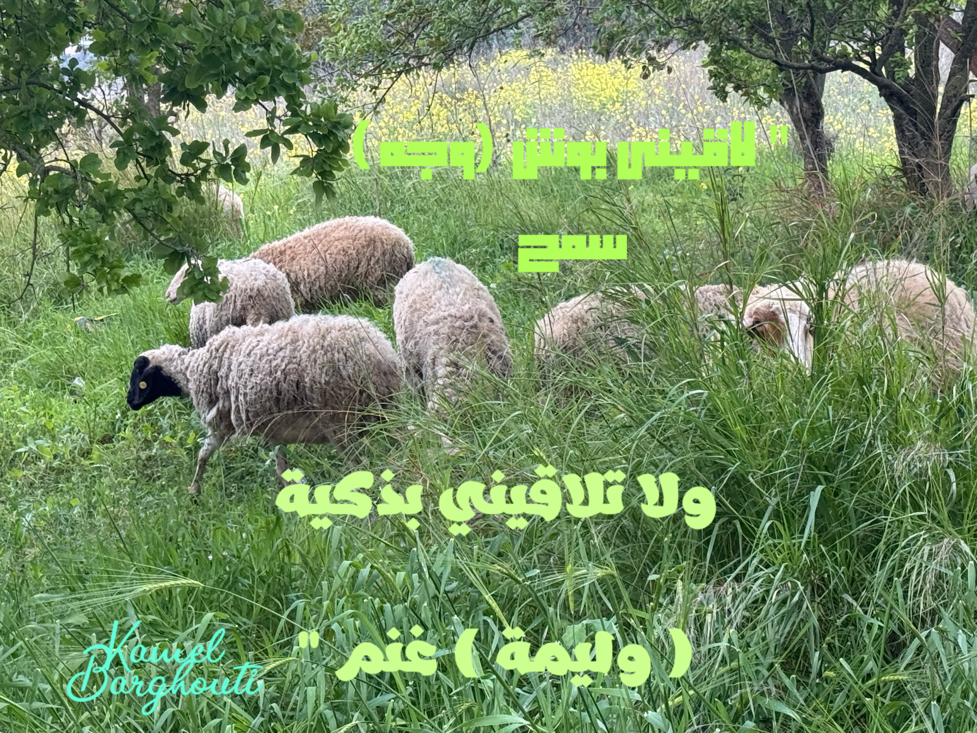 أمثال محلية – اقتباس 7