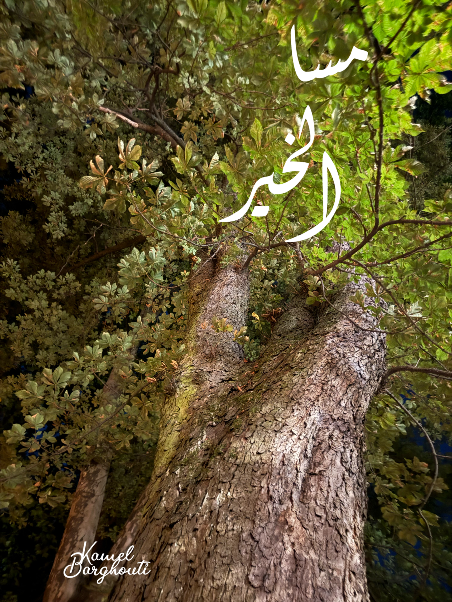 مساء الخير – اقتباس 5